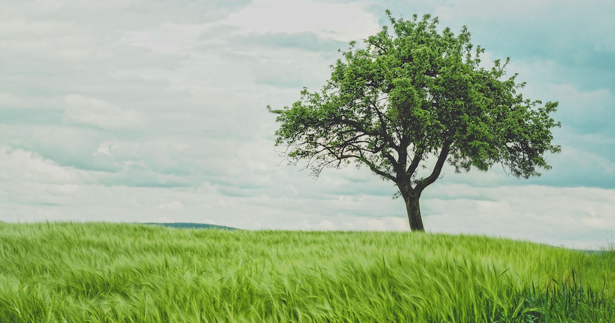 Plant a Tree Today Enjoy a Greener Tomorrow Charlotte Insurance